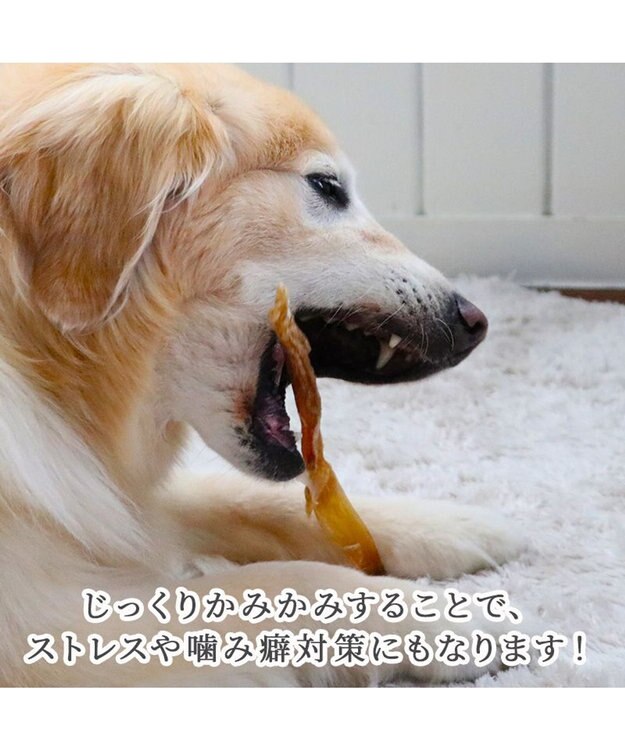 PET PARADISE 馬アキレス ジャーキー ロングジャーキー 3本入り -