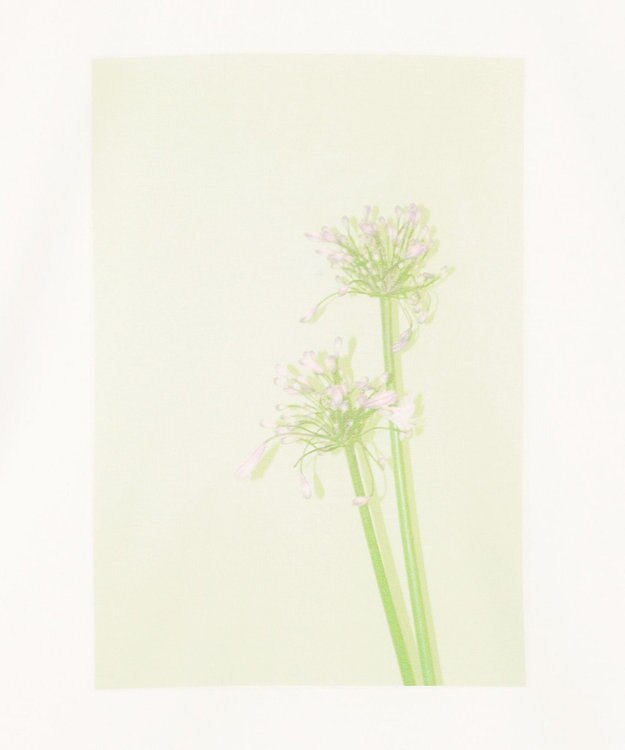 BEIGE， 【洗える・クロワッサン 掲載】PENTAS / オリジナルフォトプリントＴシャツ Agapanthus