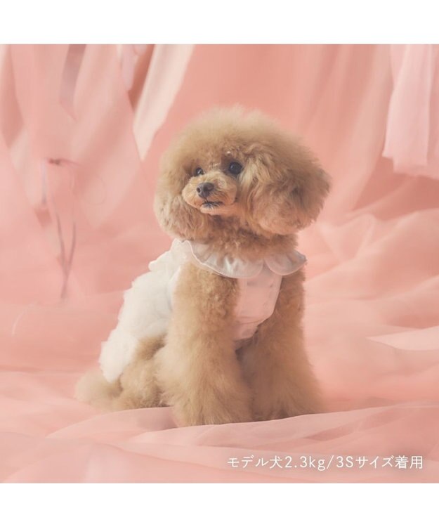 PET PARADISE cherircouture ローズチュールワンピース 《ホワイト》 小型犬 ホワイト