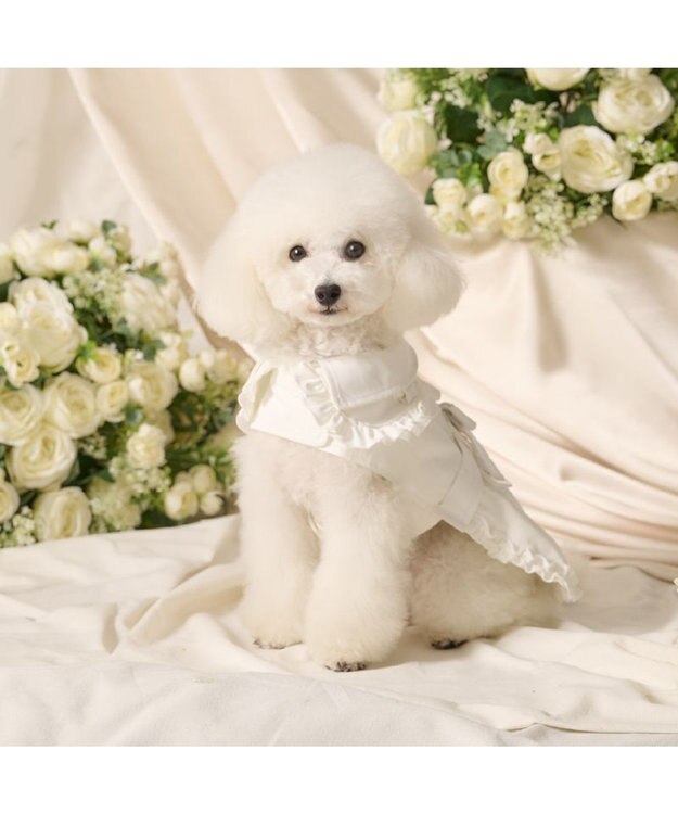 PET PARADISE cherircouture フリフリ トレンチコート 小型犬 オフホワイト