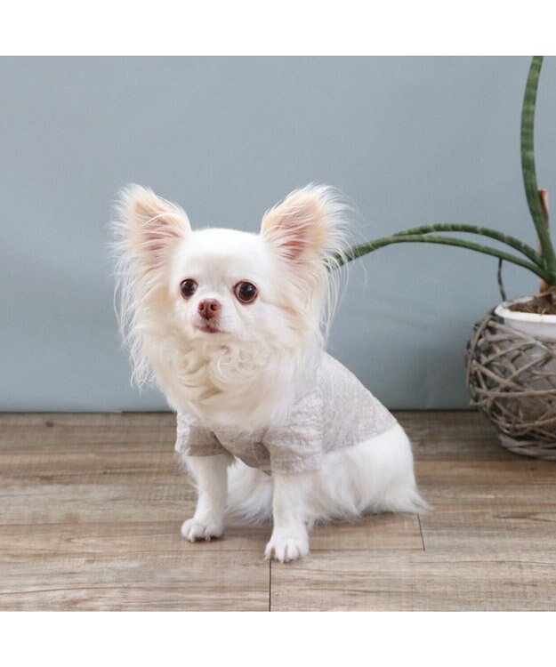 PET PARADISE J.PRESS 杢 ウェーブシャツ 《グレー》 小型犬 グレー