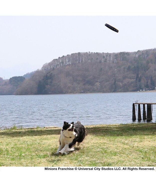 PET PARADISE 犬 おもちゃ ミニオン フライングディスク M (直径22cm) 黄