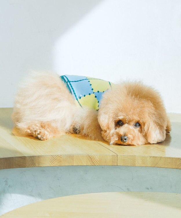 COQ VINTAGE SWEATER アーガイルドッグウェア スカイブルー