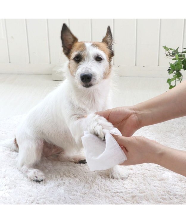 PET PARADISE エチケットクリーンシート 黄緑