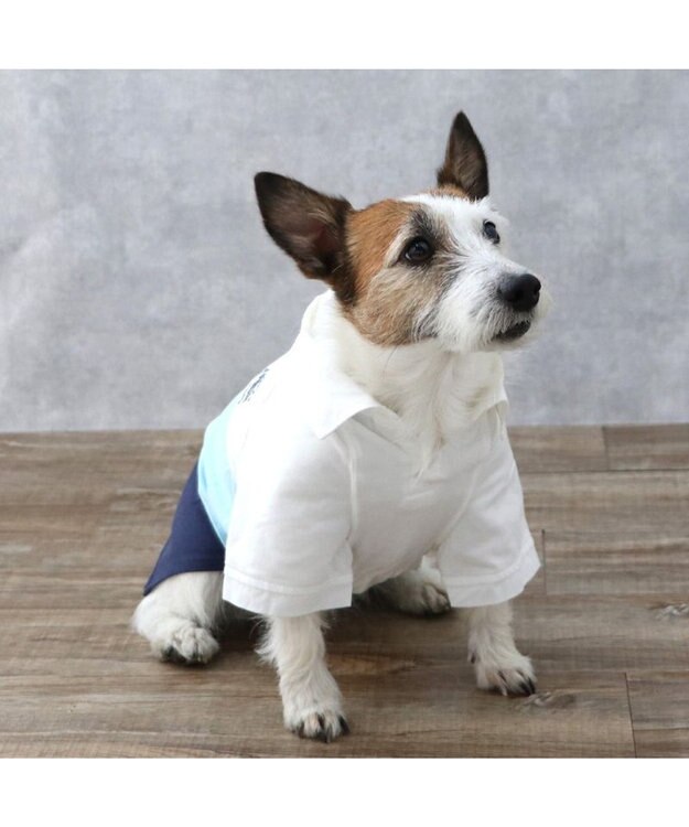 PET PARADISE J.PRESS スキッパーポロシャツ トリコロール 小型犬 ホワイト×ブルー