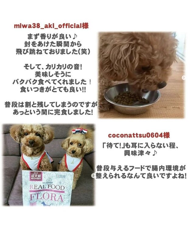 PET PARADISE ペットパラダイス  国産 ドッグフード フローラ3kg -