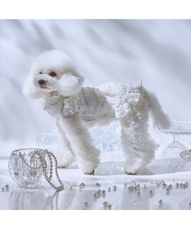 PET PARADISE cherircouture くしゅくしゅ ワンピース 小型犬 ホワイト