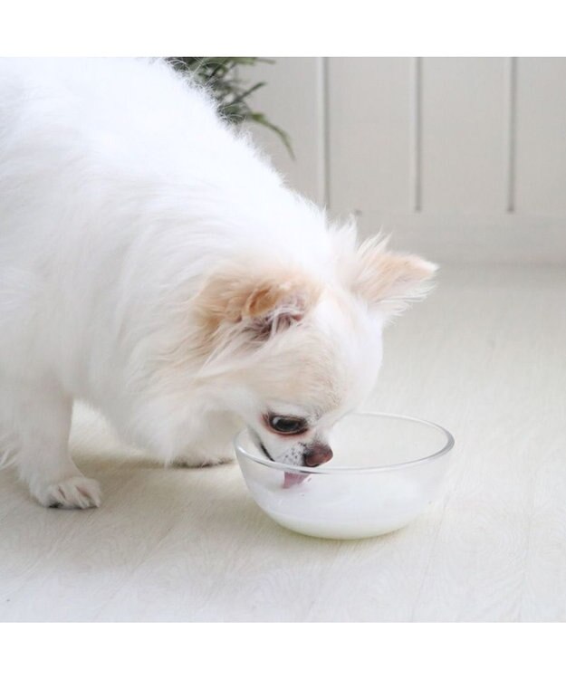 PET PARADISE ペットパラダイス ペット用 ヤギミルク オランダ産 -