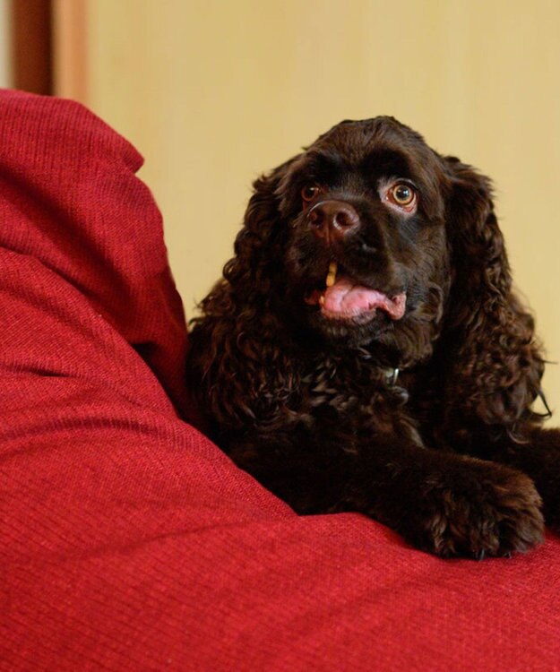 ビーズクッション tetra 高耐久性でペットも安心 tetra LEON（レオン）ビーズクッション チェリーレッド