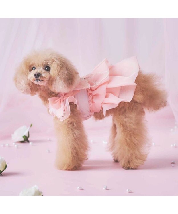 PET PARADISE cherircouture  接触冷感リボンワンピース《ピンク》 小型犬 ピンク