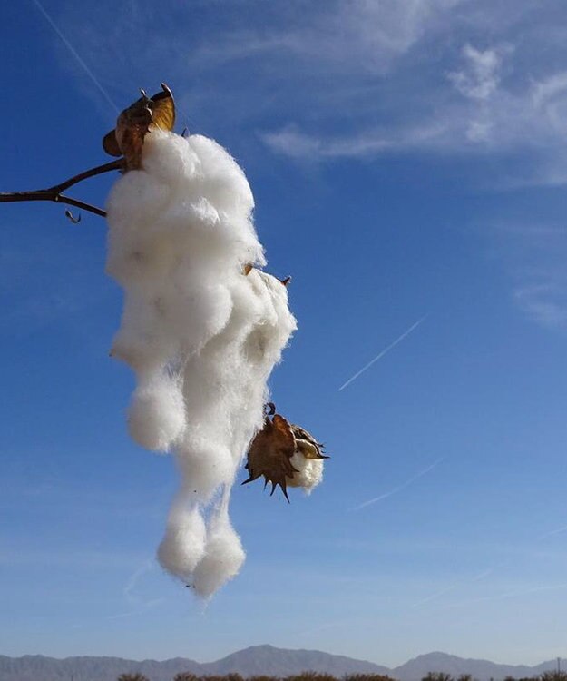 JOSEPH ABBOUD 【オーガニックコットン】JOE COTTONエアーパールリブ ニット ホワイト系