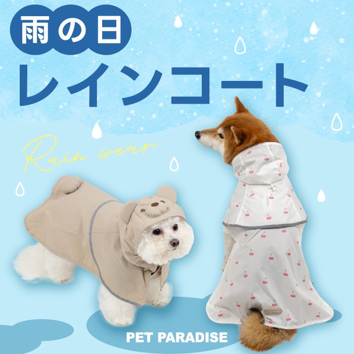 雨の日も、大好きな散歩をあきらめない。