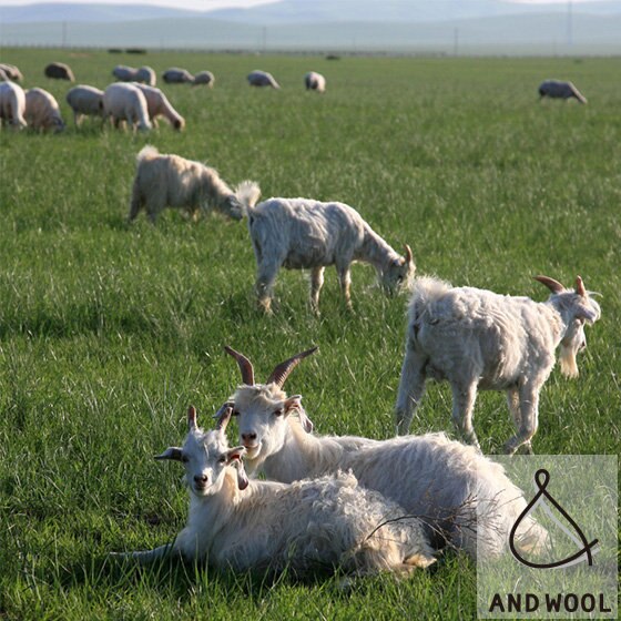 【素材のこだわり】やさしく包み込む、ホワイトカシミヤのぬくもり